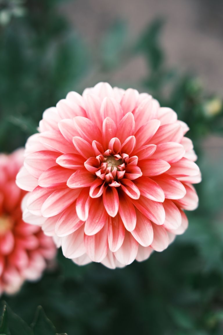 A detailed close-up of a blooming pink dahlia flower showcasing its intricate petals.