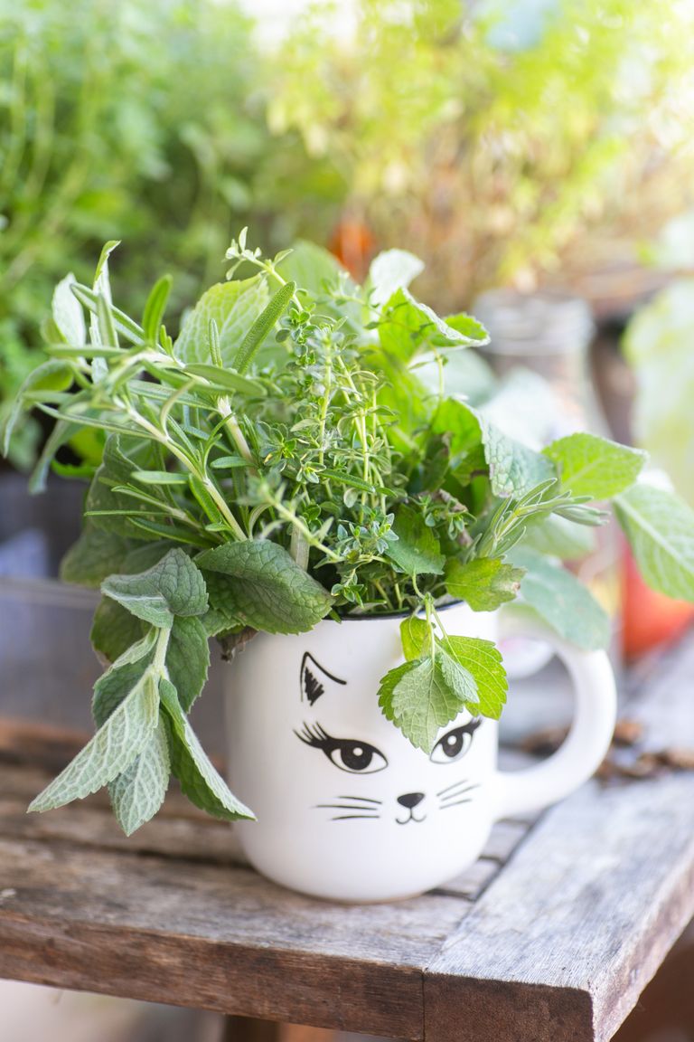A playful arrangement of fresh herbs in a white mug with a cat face design on a wooden table.