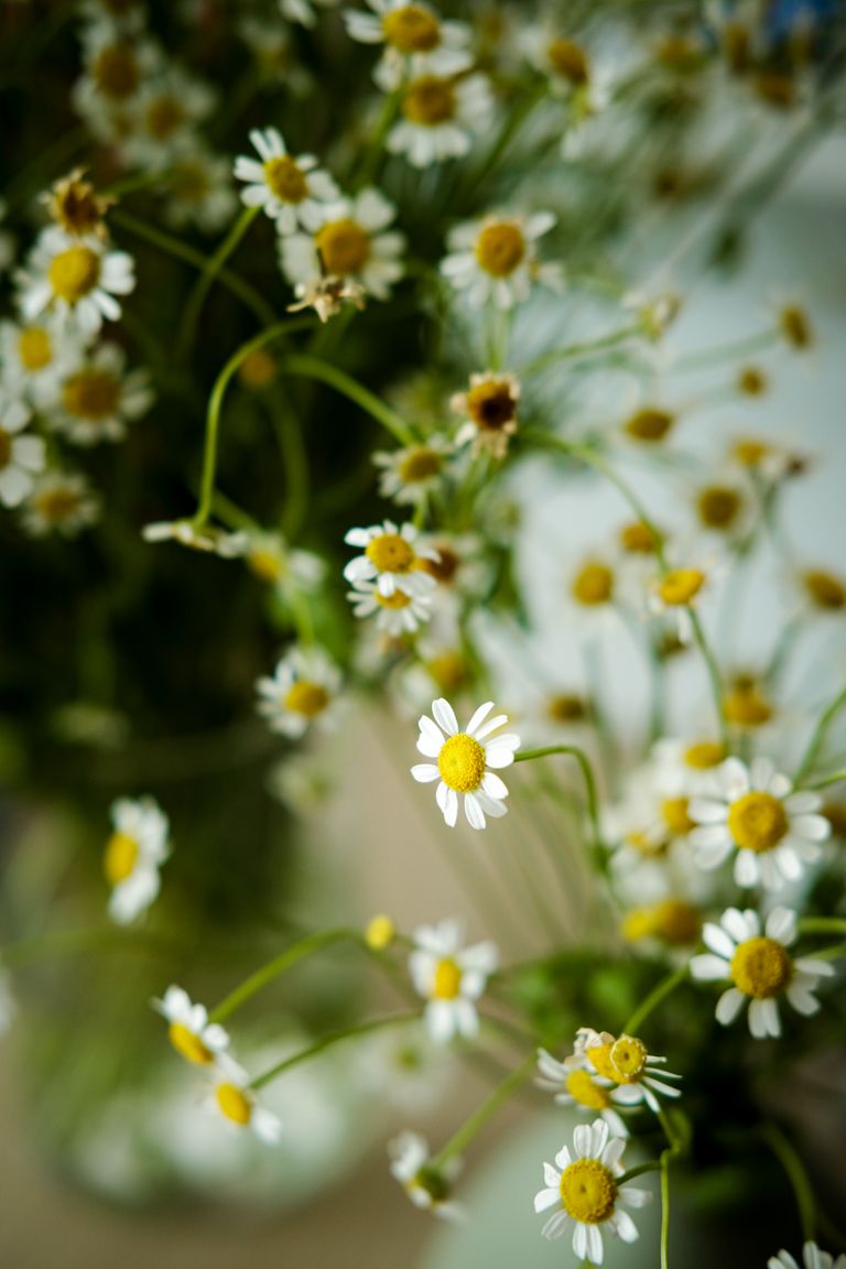 A soft focus close-up of blooming chamomile flowers showcasing natural beauty.
