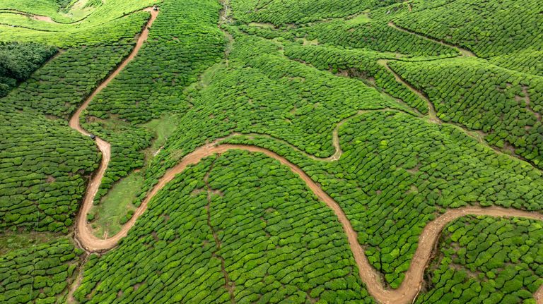 A sweeping aerial shot capturing the vibrant green tea plantations on rolling hills, showcasing winding trails.
