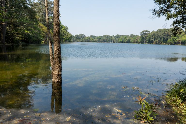 A tranquil lake scene featuring trees and their reflections, capturing nature's beauty.