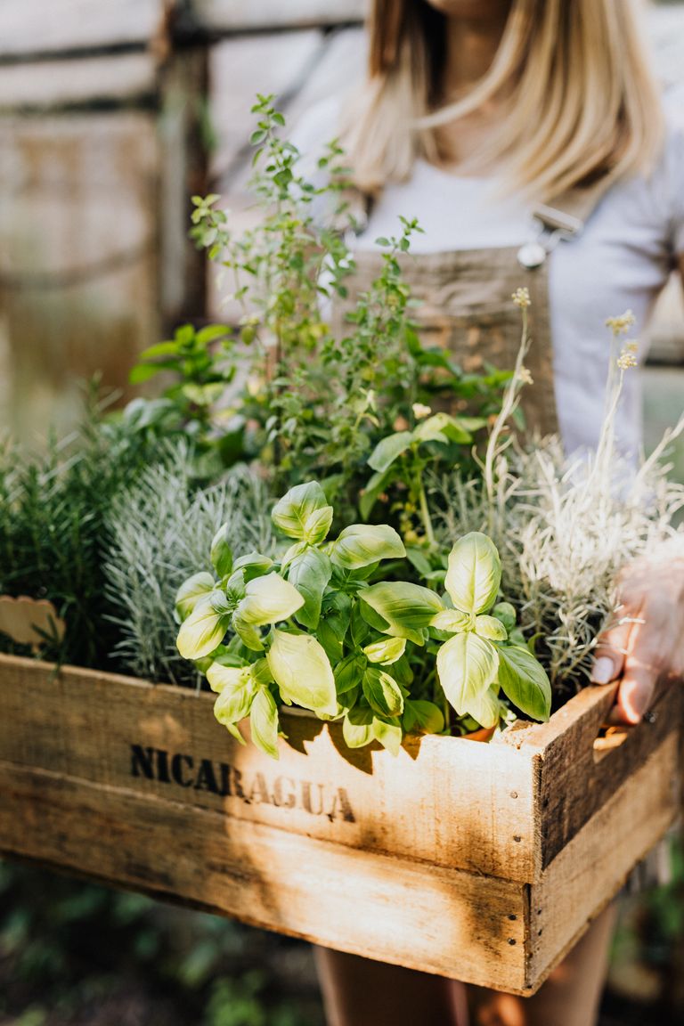 A woman holds a wooden crate filled with fresh herbs like basil and rosemary in a greenhouse setting.