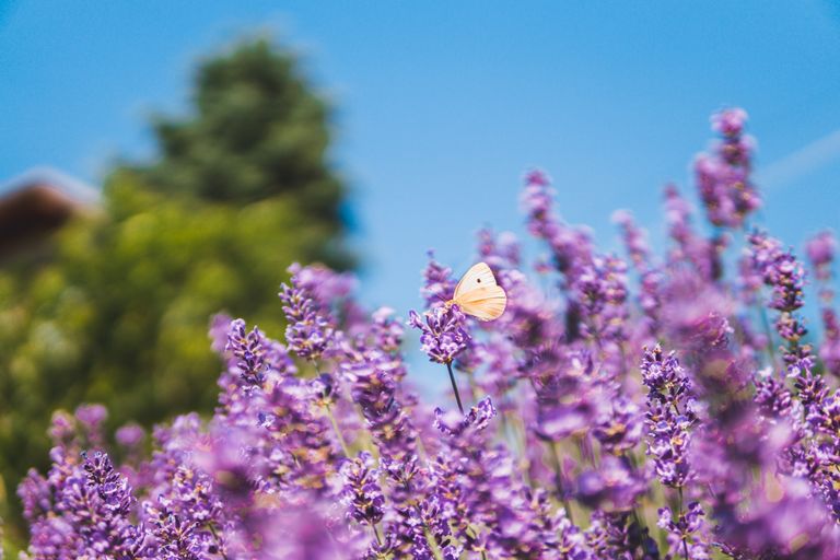 Close-up of a butterfly on blooming lavender flowers with a clear blue sky background.