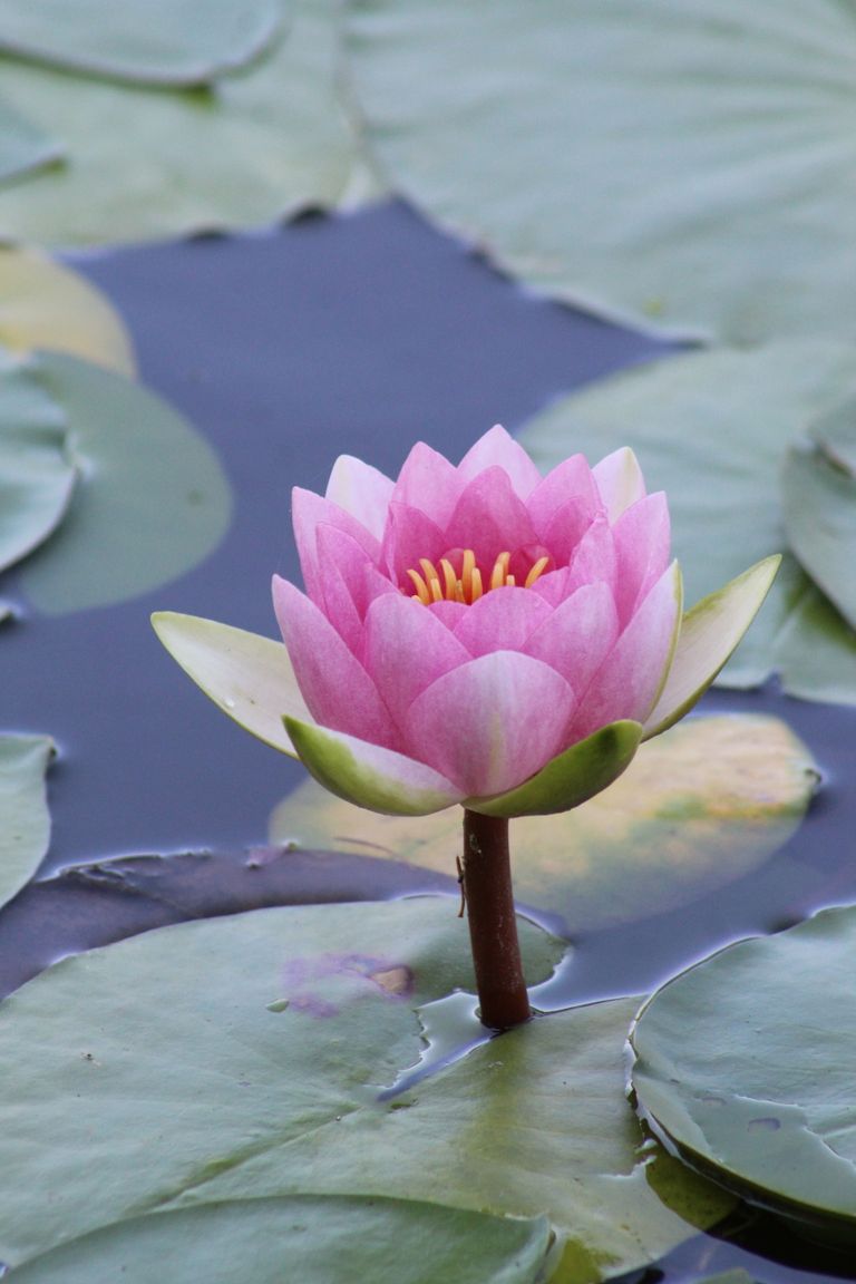Close-up of a vibrant pink water lily on a tranquil pond, evoking a sense of peace and natural beauty.