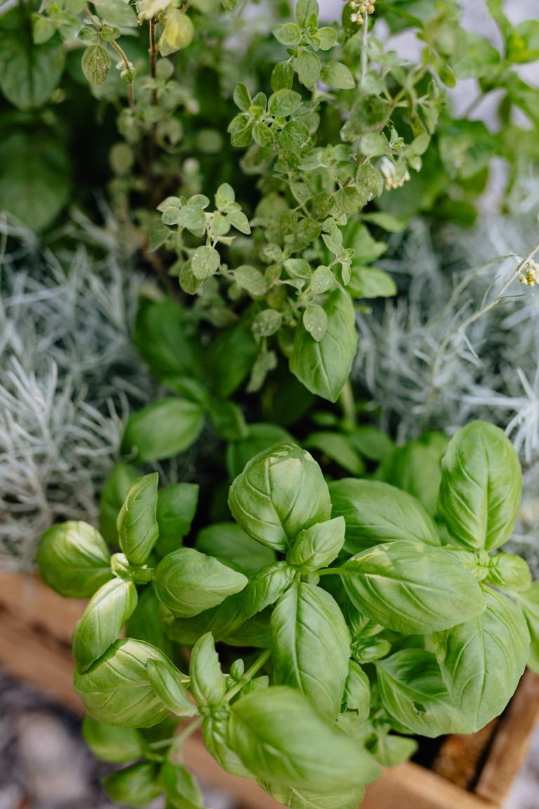 Close-up of basil and mint herbs in a wooden crate, perfect for fresh cooking.