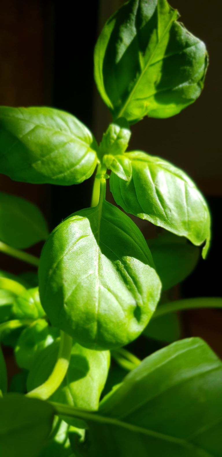 Close-up of lush green basil leaves with sunlight, showcasing fresh herb details.