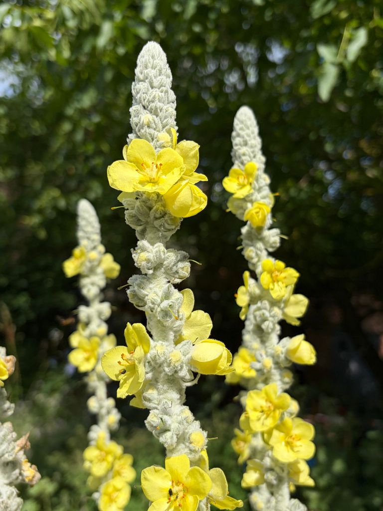 Close-up of yellow Mullein flowers with lush greenery in sunlight, perfect for nature-themed projects.