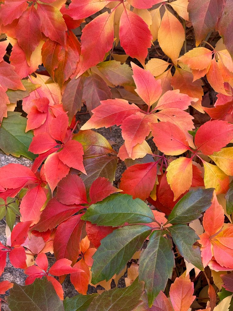 Close-up view of colorful autumn leaves displaying vibrant red and orange hues.