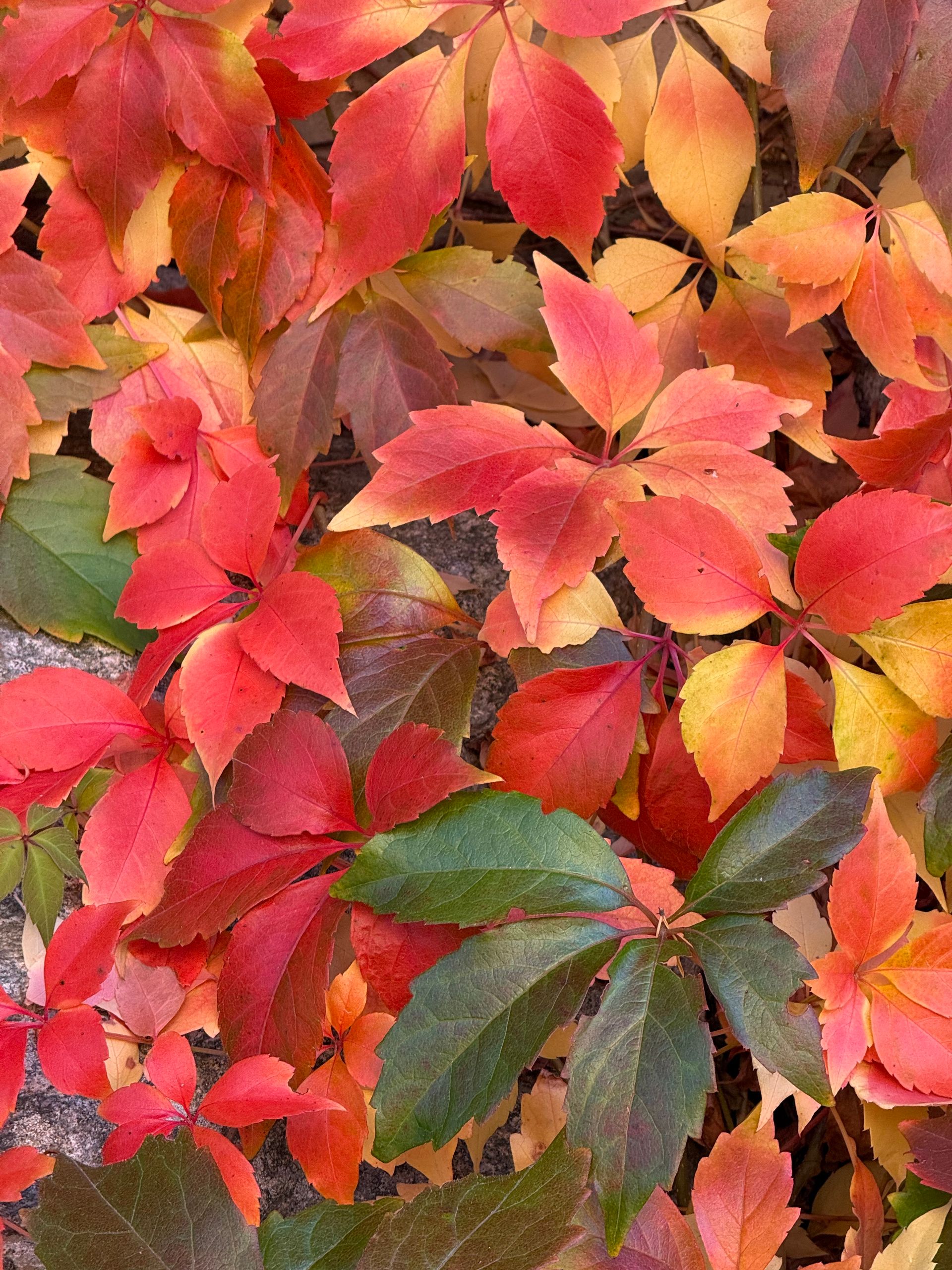 Close-up view of colorful autumn leaves displaying vibrant red and orange hues.