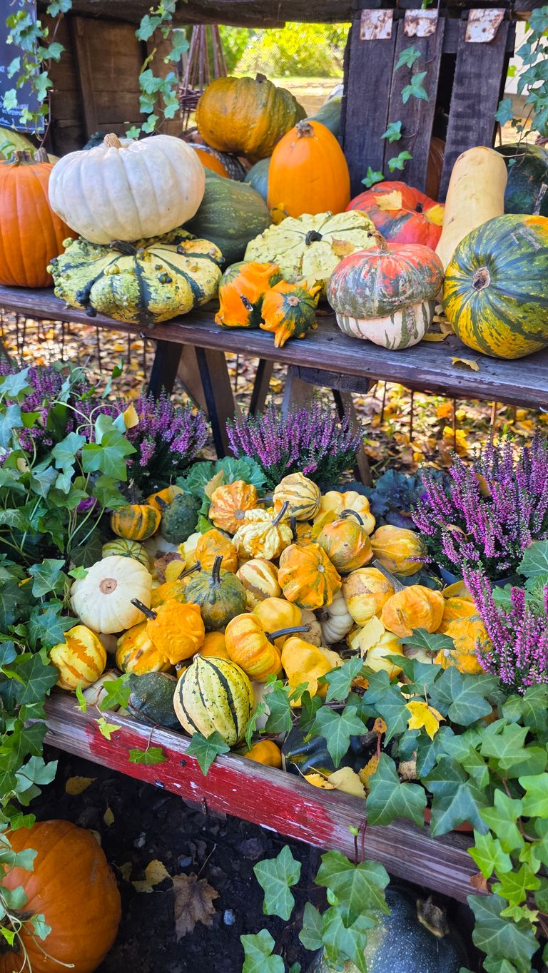 Colorful assortment of pumpkins and gourds on outdoor rustic wooden display.
