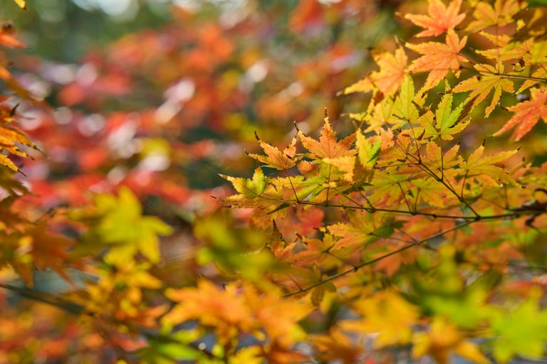 Colorful autumn maple leaves in a vibrant fall backdrop, showcasing nature's beauty.
