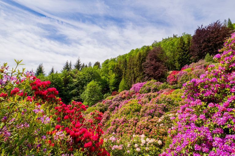 Colorful rhododendrons on a lush hillside under a clear sky.