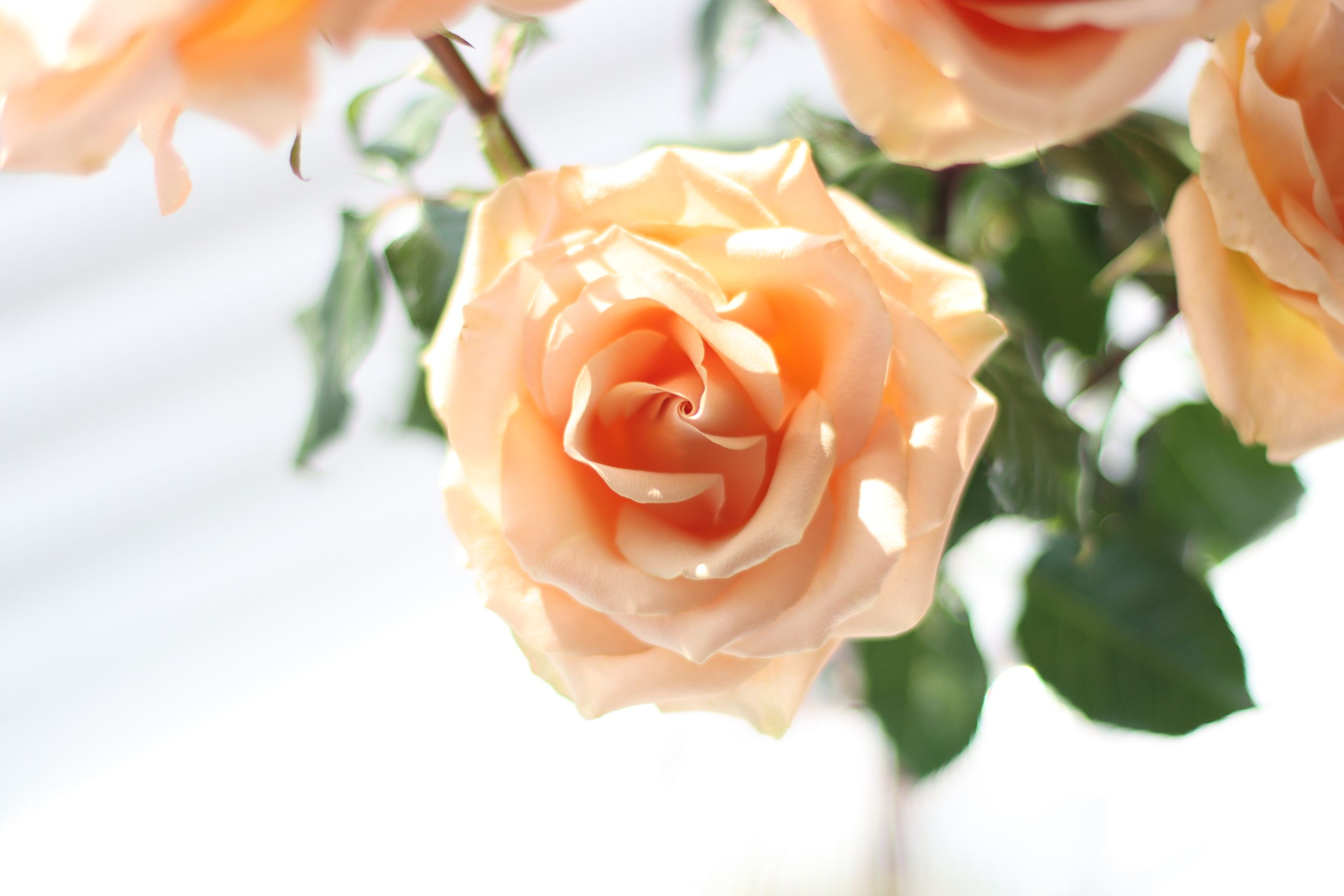 Detailed close-up of beautiful peach roses captured in soft daylight, highlighting delicate petals.