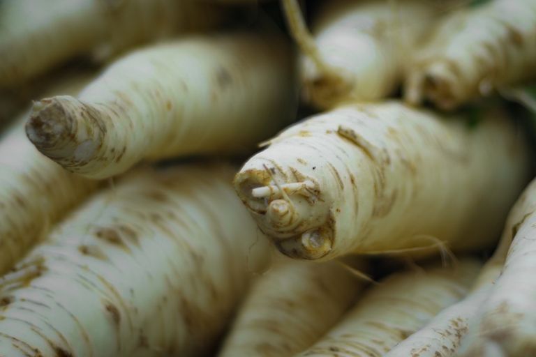 Detailed close-up of fresh parsnips showcasing texture and natural colors, perfect for food and culinary themes.