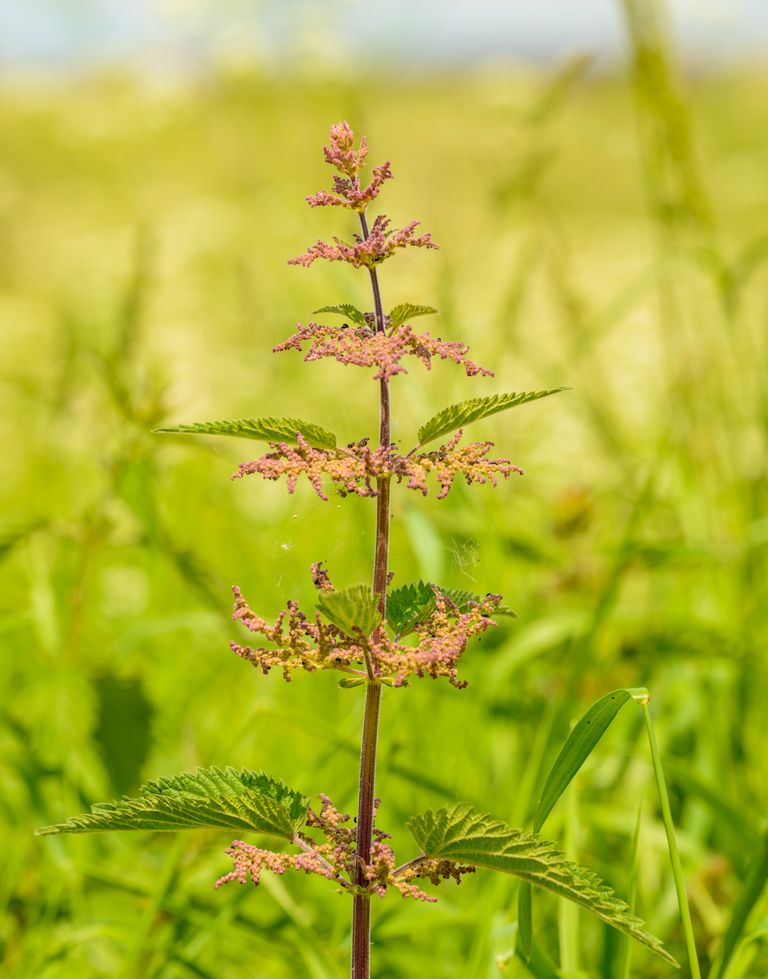 Detailed shot of a flowering nettle in a lush green summer field with natural light.