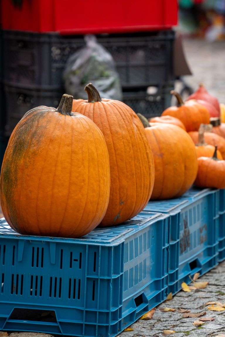 Large orange pumpkins lined up on crates outdoors, perfect for Halloween or fall decoration.