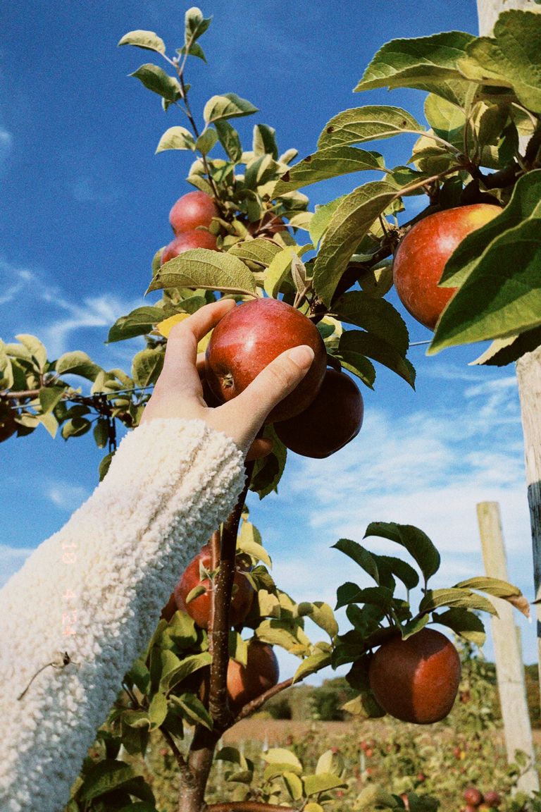 Person picking red apples from a tree in a sunny orchard on a clear day.