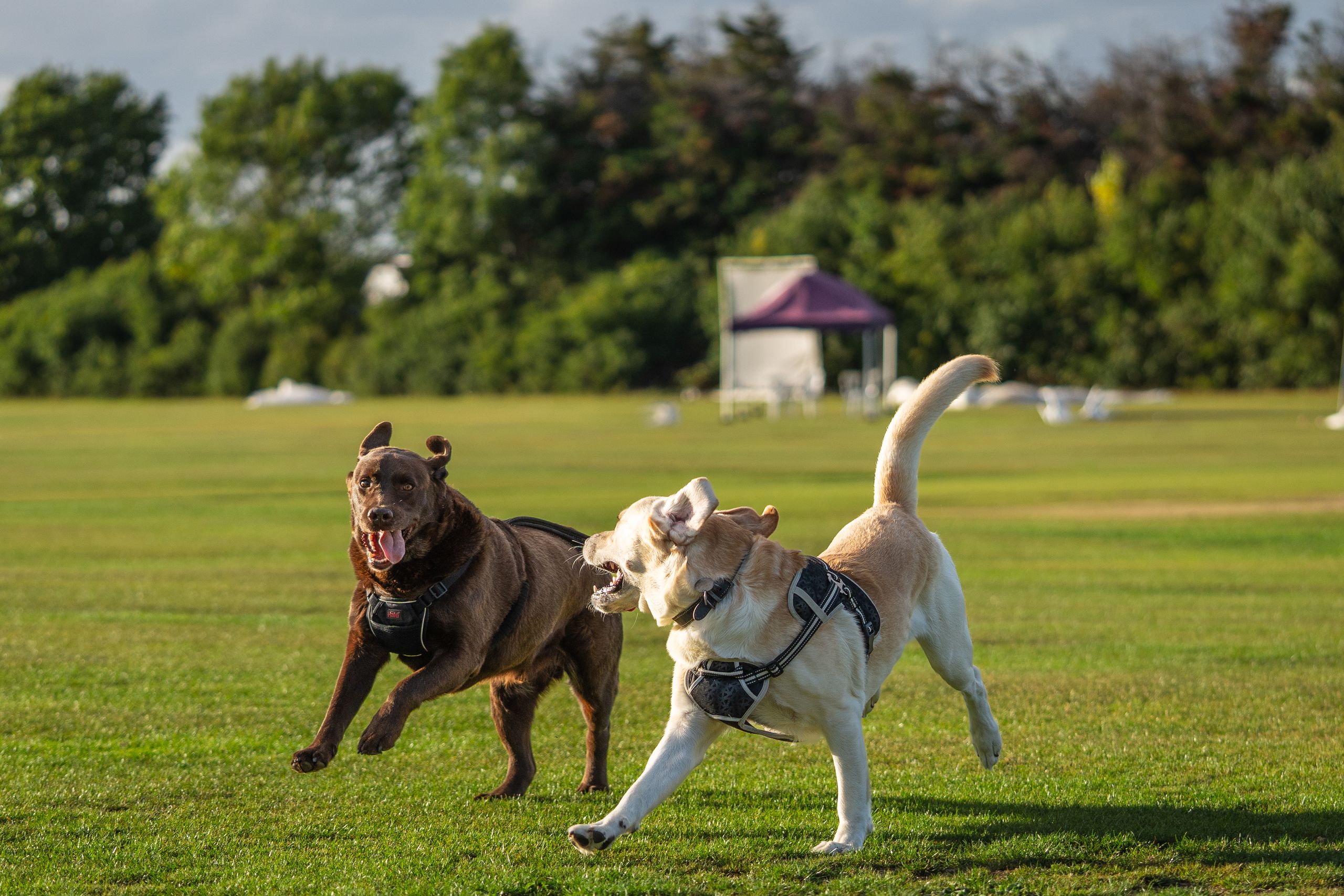 Two Labrador Retrievers playing on a sunny day in an open field.