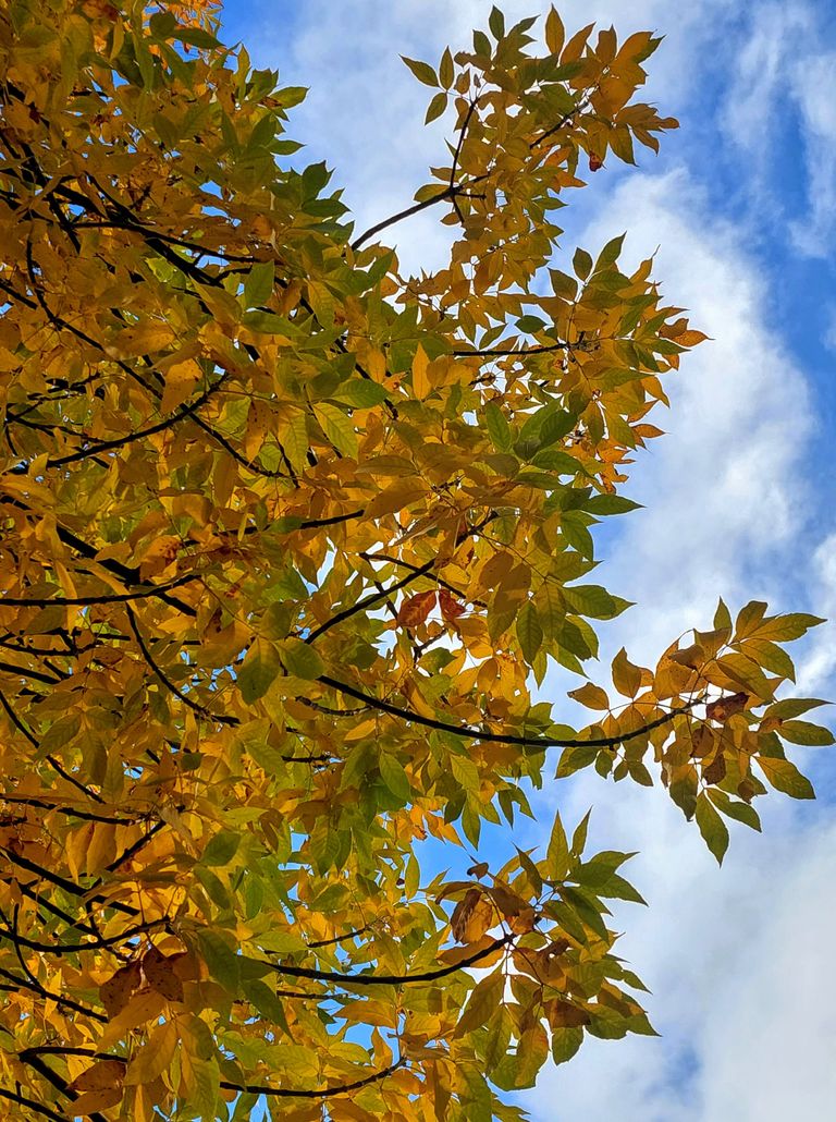 Vibrant autumn foliage of European ash tree with golden leaves against a bright blue sky.