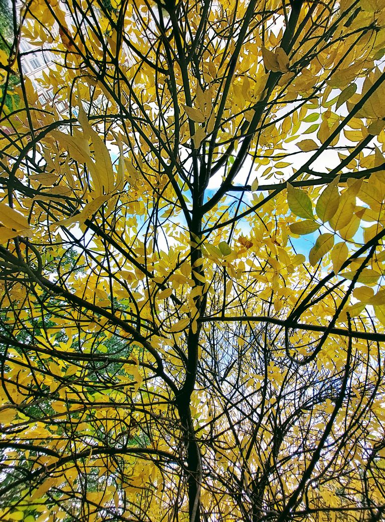 Vibrant golden ash leaves against a clear blue sky in Naberezhnye Chelny, Russia.