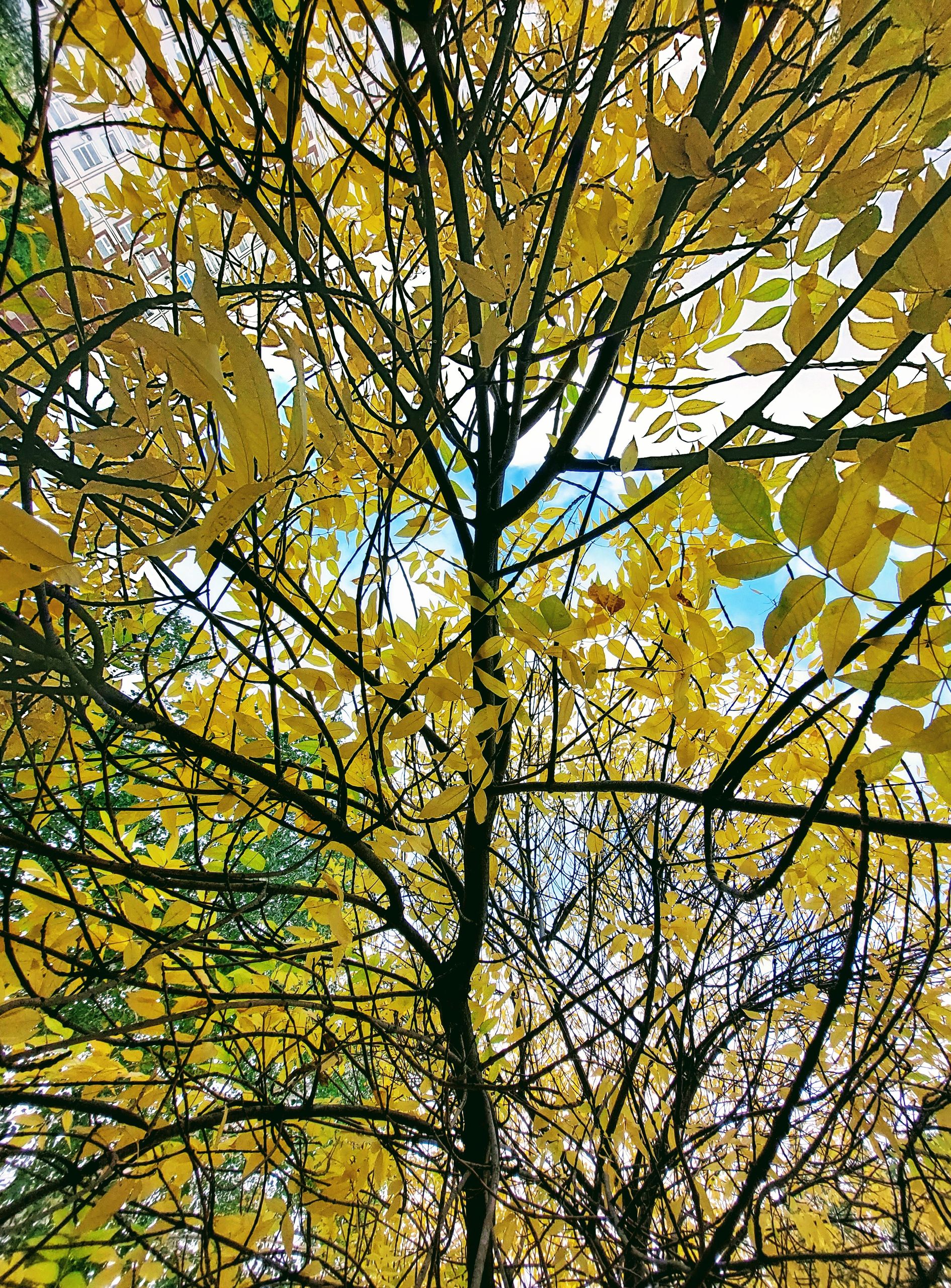 Vibrant golden ash leaves against a clear blue sky in Naberezhnye Chelny, Russia.