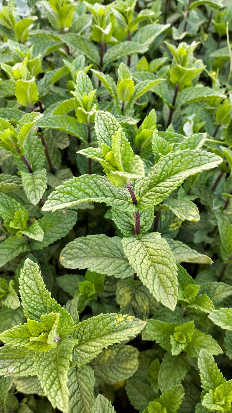 Vibrant green mint leaves growing in an outdoor garden, showcasing bright natural freshness.