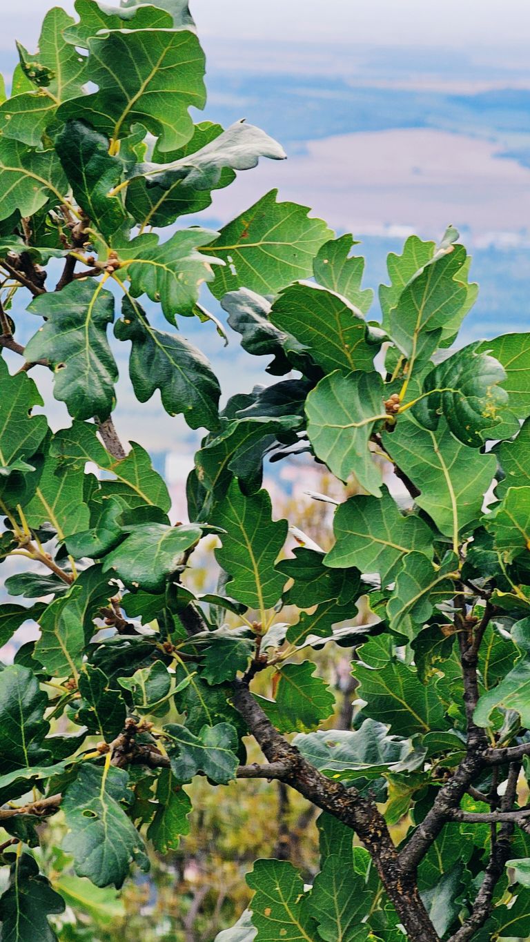 Vibrant oak leaves against a scenic backdrop in Pécs, Hungary, capturing nature's beauty.