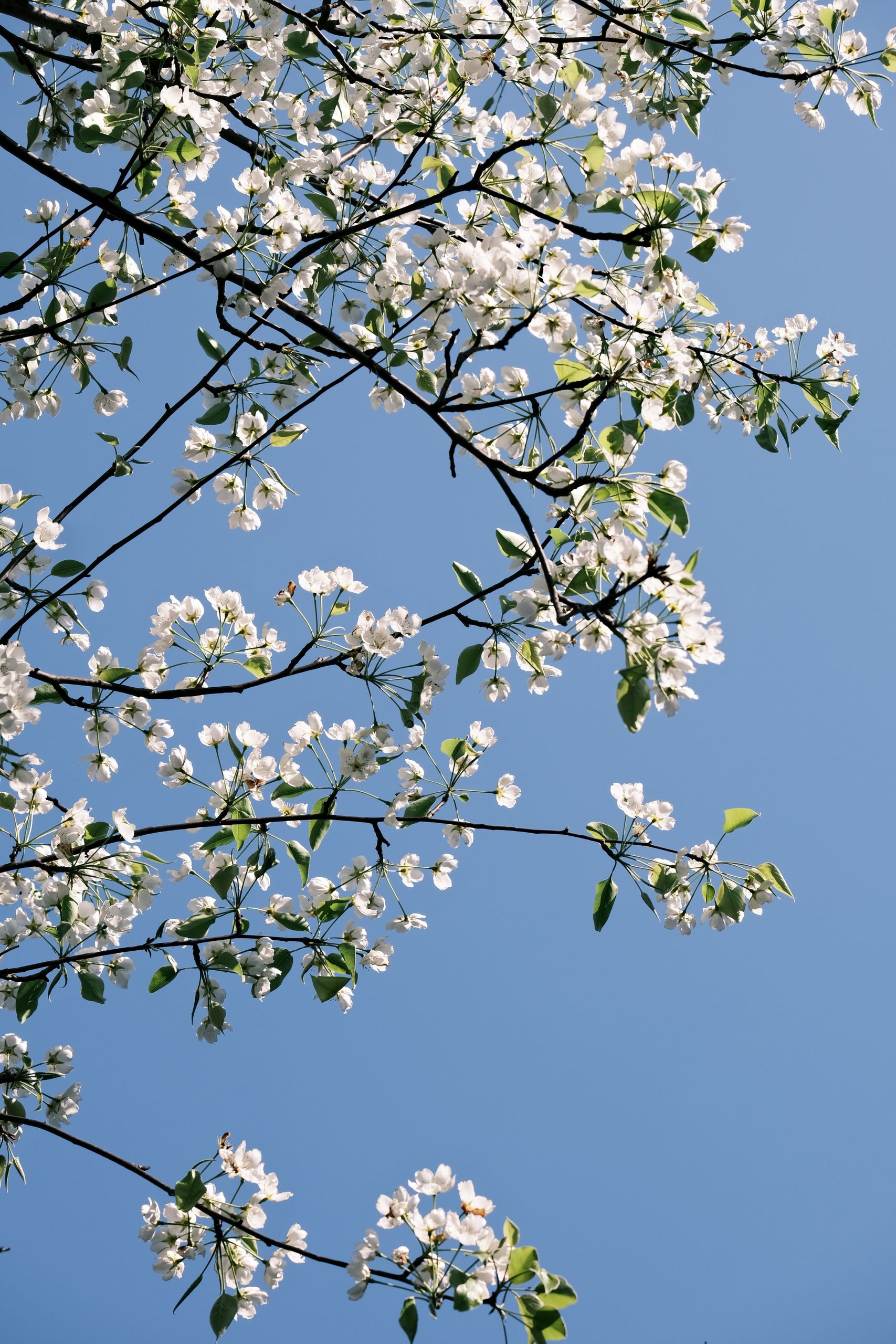 White blossoms on tree branches with a clear blue sky, symbolizing spring beauty.